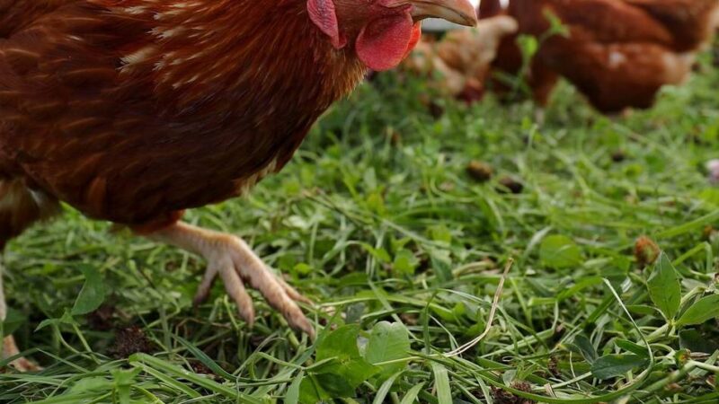 Oberbergischer Kreis informiert: Das müssen Bürger jetzt zur Vogelgrippe wissen