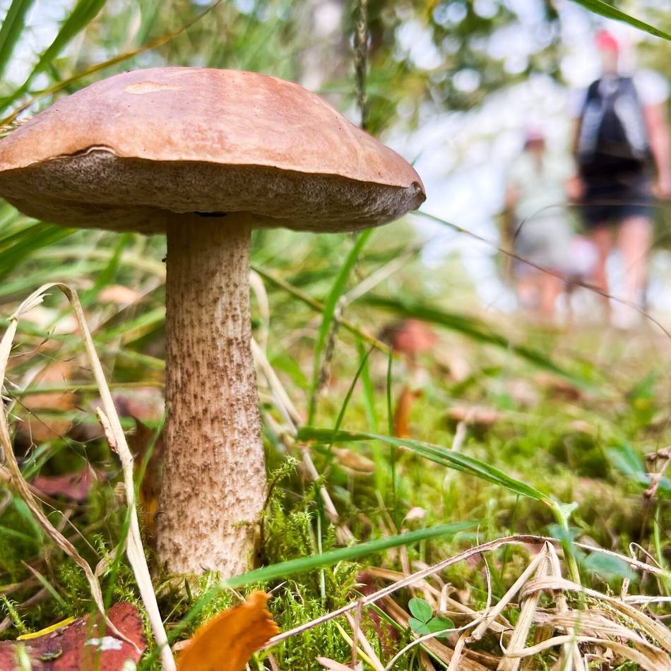 Kreis Mettmann: Herbstliche Exkursionen vor der Haustür