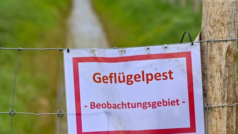 Angst vor Ausbreitung der Geflügelpest: Vogelgrippe im Kreis Kleve – Vorsichtsmaßnahmen im Tierpark Weeze