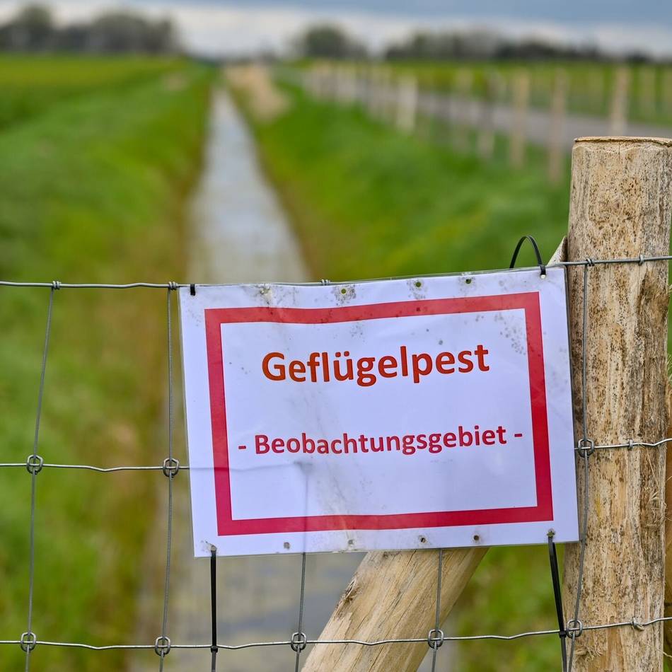 Angst vor Ausbreitung der Geflügelpest: Vogelgrippe im Kreis Kleve – Vorsichtsmaßnahmen im Tierpark Weeze