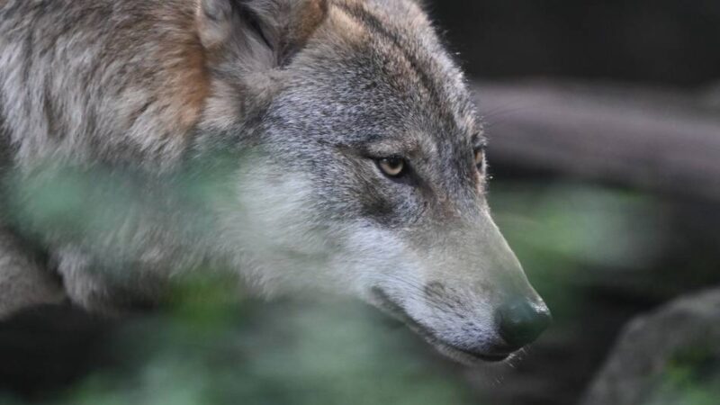 Wölfe in Radevormwald und Umgebung: Mit dem Wolf muss man in Rade rechnen