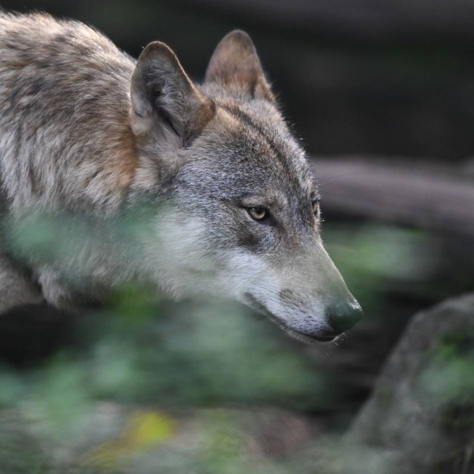 Wölfe in Radevormwald und Umgebung: Mit dem Wolf muss man in Rade rechnen