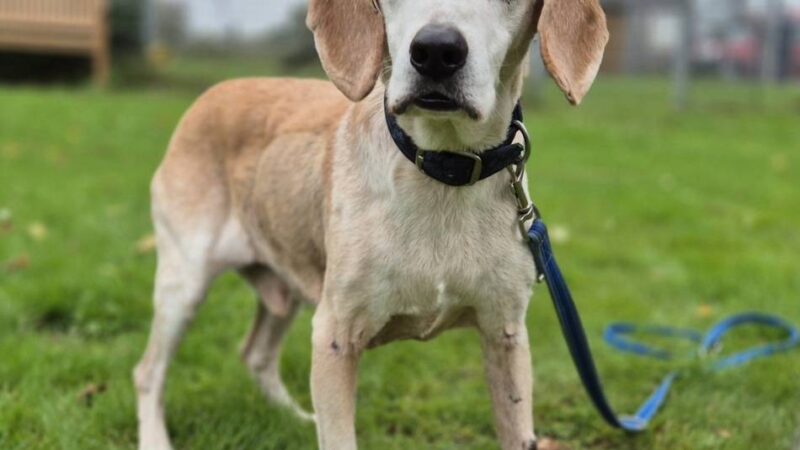 Tierheim Moers: Beagle-Senior Jerry sucht ein Zuhause