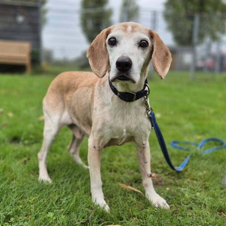 Tierheim Moers: Beagle-Senior Jerry sucht ein Zuhause