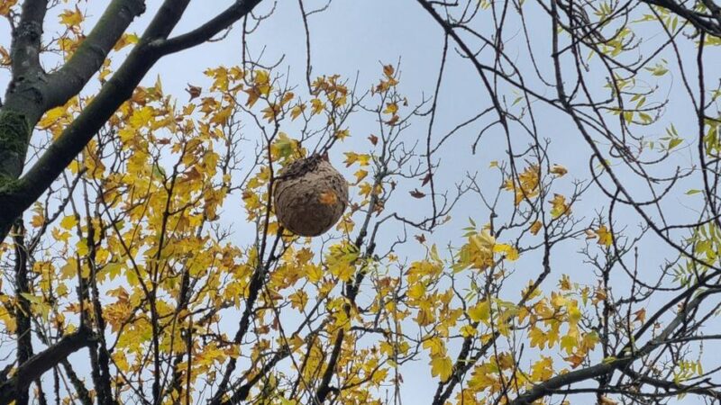 Imkerverein 1918 Hückeswagen warnt vor invasiver Art: Wieder ein Nest der Asiatischen Hornisse beseitigt