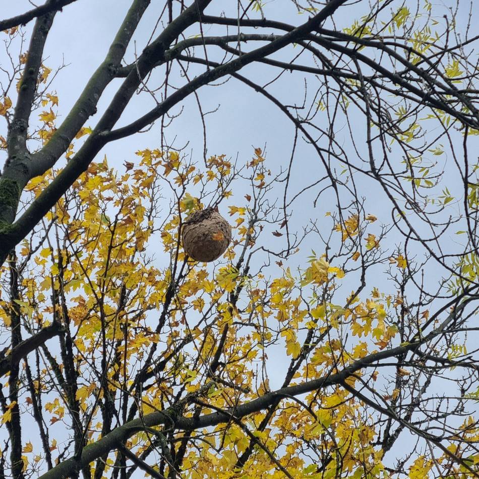 Imkerverein 1918 Hückeswagen warnt vor invasiver Art: Wieder ein Nest der Asiatischen Hornisse beseitigt