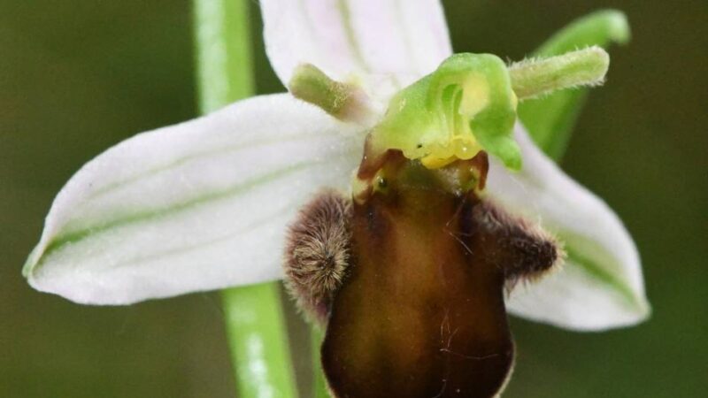 Nachweise bislang nur in England und Belgien: Grevenbroicher finden Orchideen-Variante, die es sonst nirgends in Deutschland gibt