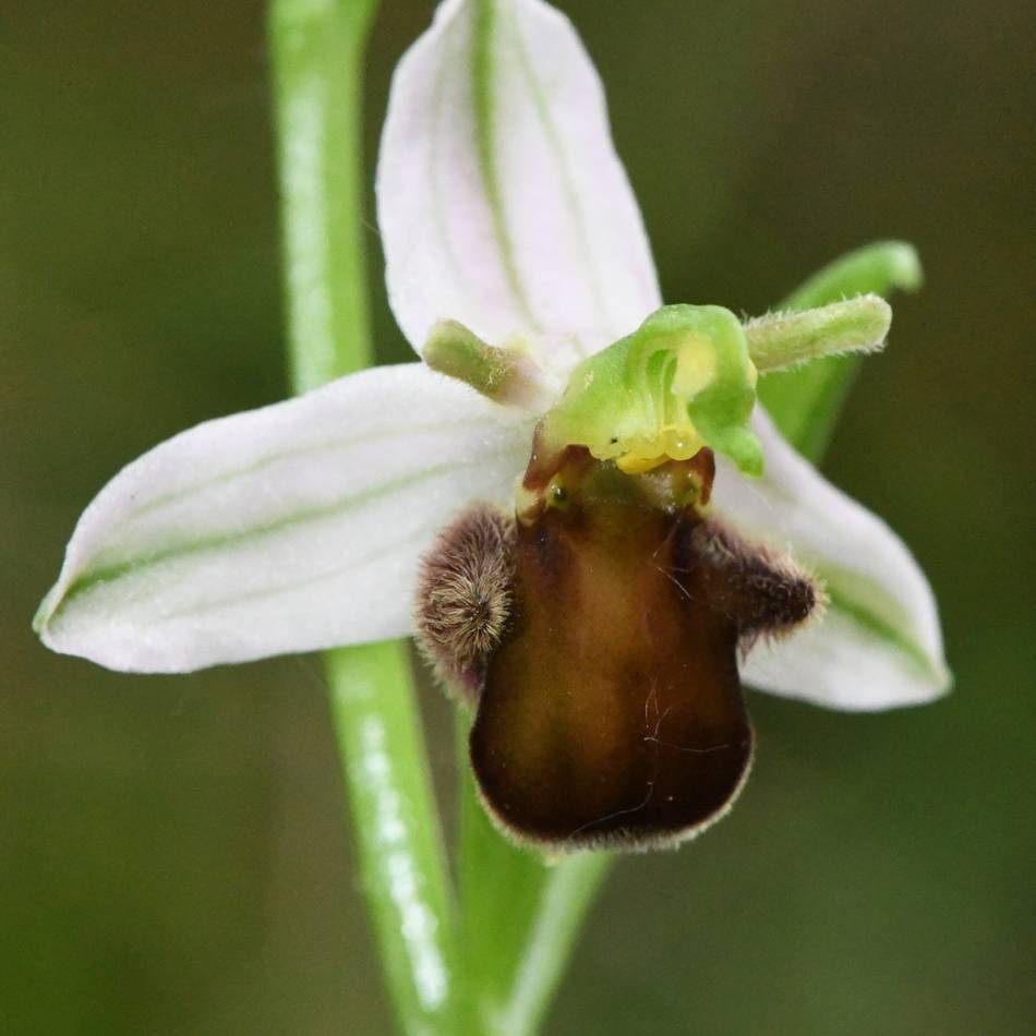 Nachweise bislang nur in England und Belgien: Grevenbroicher finden Orchideen-Variante, die es sonst nirgends in Deutschland gibt