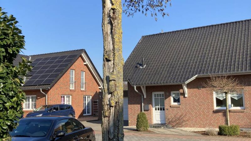 Baum-Arbeiten in Lobberich: Stadt muss zwölf Erlen fällen