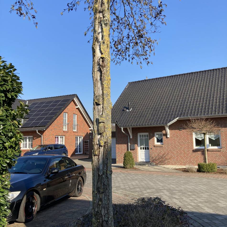 Baum-Arbeiten in Lobberich: Stadt muss zwölf Erlen fällen
