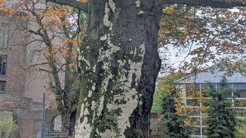 Nicht mehr standsicher: Große Buche am Moerser Schloss muss gefällt werden