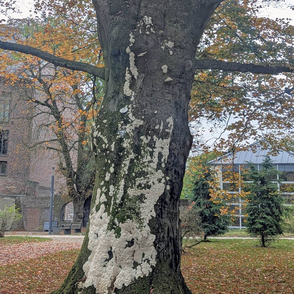 Nicht mehr standsicher: Große Buche am Moerser Schloss muss gefällt werden