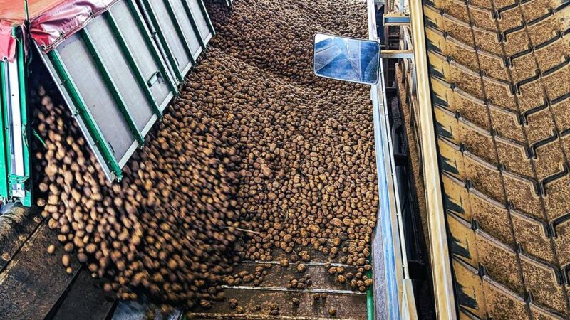 Erntedank in Schwalmtal: Des Deutschen liebste Knolle