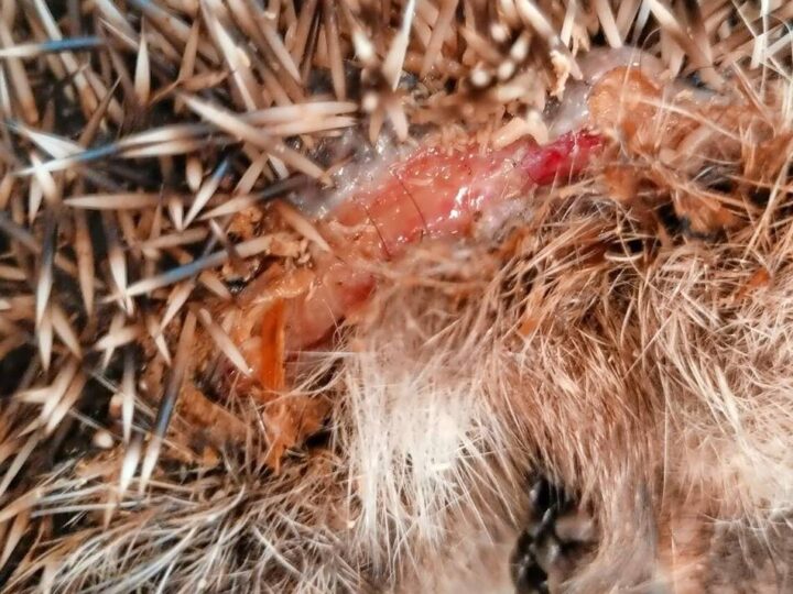 Emmerich: Damit Igel geschützt sind – Freie Wähler fordern Nachtverbot für Mähroboter