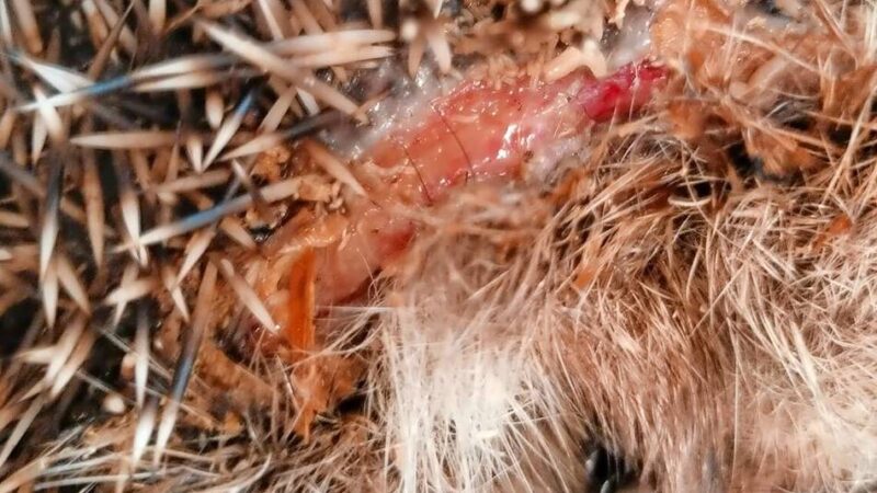 Emmerich: Damit Igel geschützt sind – Freie Wähler fordern Nachtverbot für Mähroboter