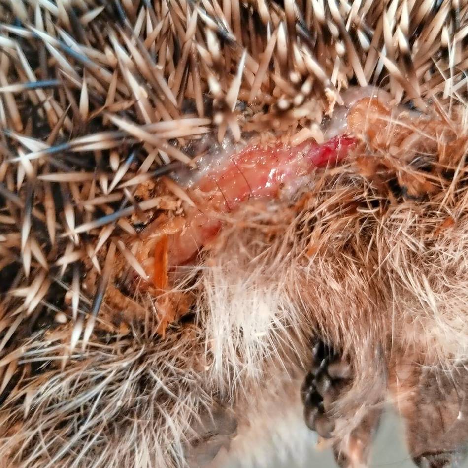 Emmerich: Damit Igel geschützt sind – Freie Wähler fordern Nachtverbot für Mähroboter