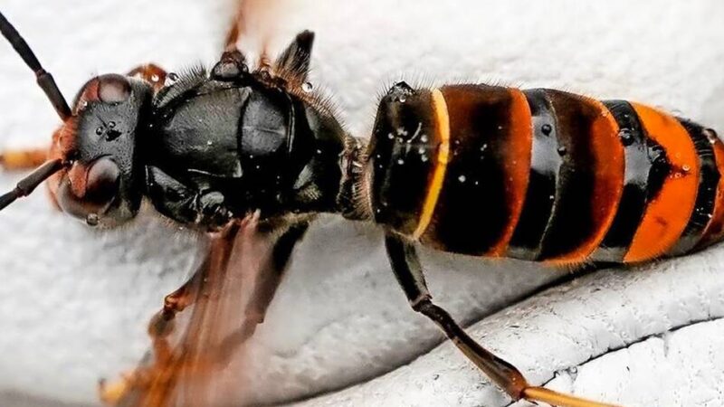Gefährlich für die Bienen: Asiatische Hornisse – schon sieben Nester in Emmerich