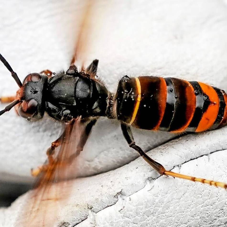Gefährlich für die Bienen: Asiatische Hornisse – schon sieben Nester in Emmerich