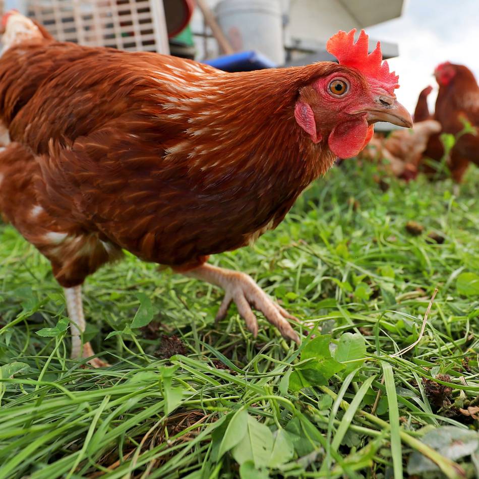Geflügelbesitzer sollen Tier schützen: Stadt Solingen warnt Tierhalter – „Geflügelpest kommt näher“
