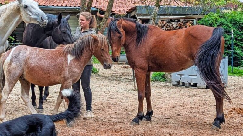 Brüggenerin ist hauptberuflich Reitlehrerin: Ihr Glück liegt auf dem Rücken der Pferde