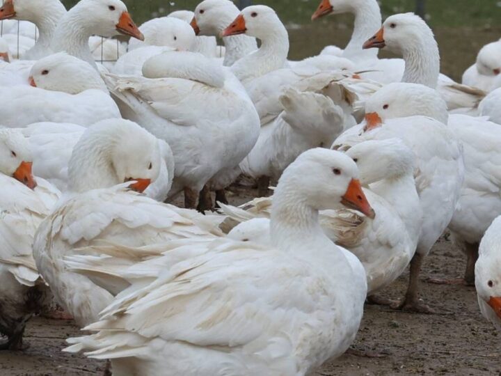 Vogelgrippe in Rommerskirchen: Angst vor Infektion – „Das wäre jetzt der Supergau“