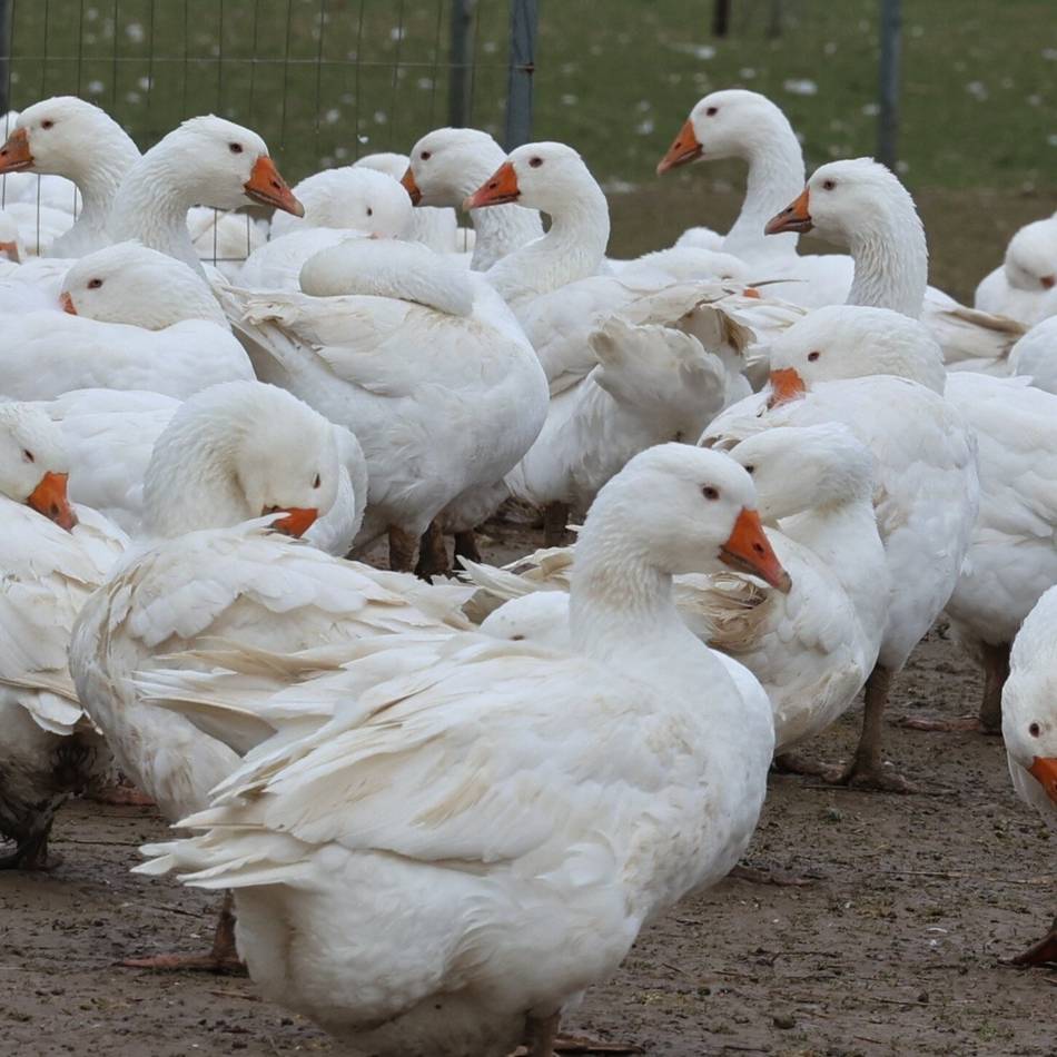 Vogelgrippe in Rommerskirchen: Angst vor Infektion – „Das wäre jetzt der Supergau“