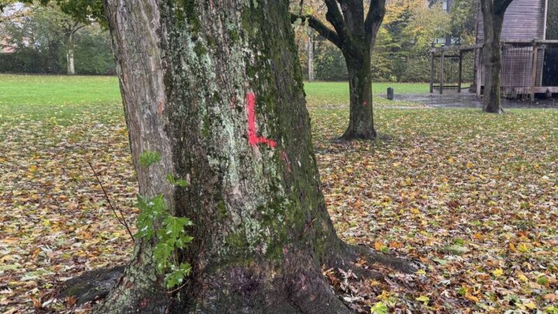Fällungen befürchtet: Aufregung wegen Markierungen auf Bäumen im Xantener Kurpark