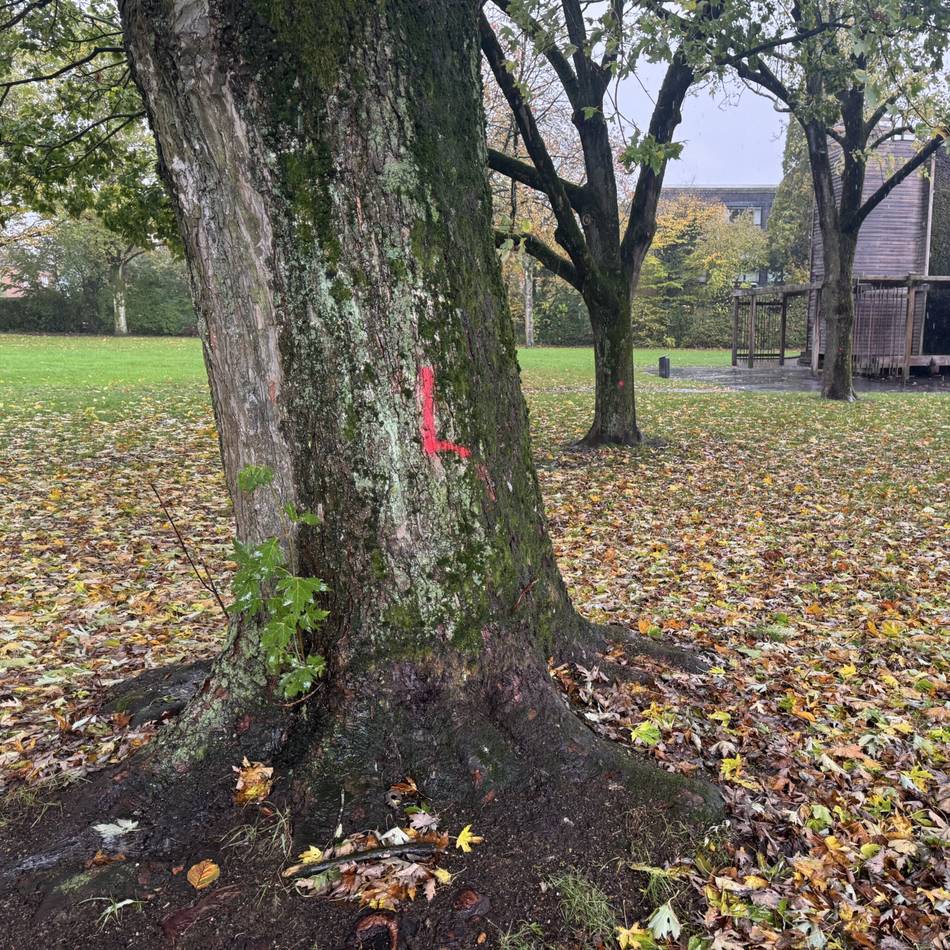 Fällungen befürchtet: Aufregung wegen Markierungen auf Bäumen im Xantener Kurpark