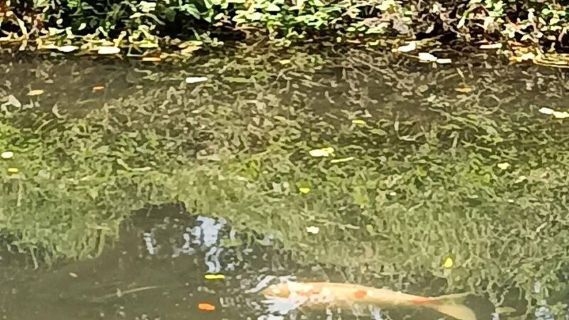 Spaziergänger sind sehr verwundert: Mönchengladbacher entdecken wilden Koi in der Niers