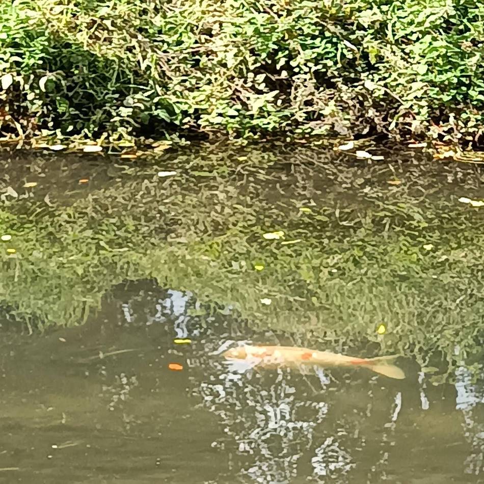 Spaziergänger sind sehr verwundert: Mönchengladbacher entdecken wilden Koi in der Niers