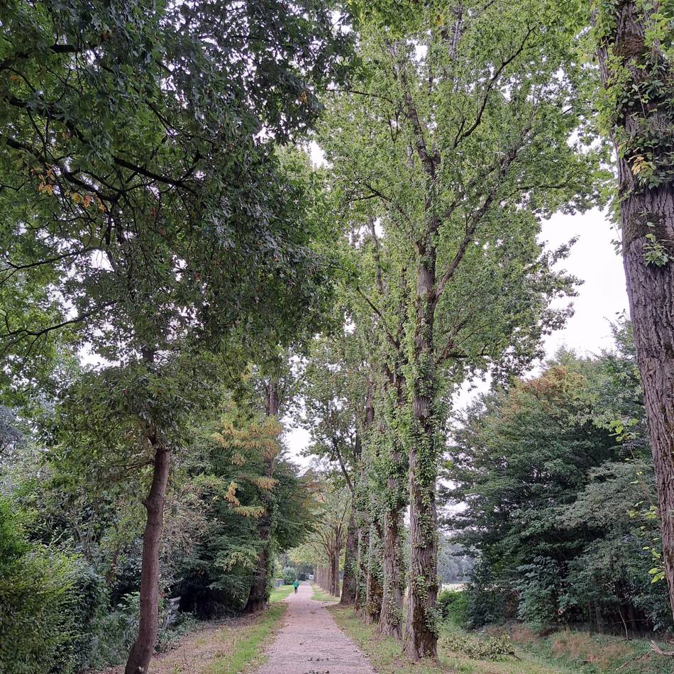 Straße wird für die Arbeiten gesperrt: Fällung von fünf Pappeln am Grünen Weg