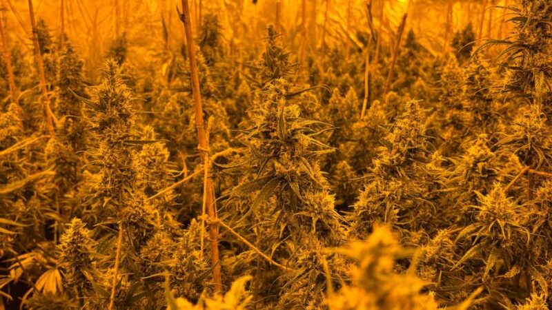 Fund in Mönchengladbach: Polizei deckt Cannabisplantage mit rund 900 Pflanzen auf