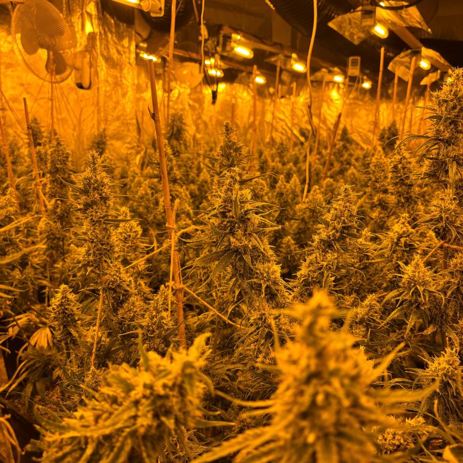 Fund in Mönchengladbach: Polizei deckt Cannabisplantage mit rund 900 Pflanzen auf