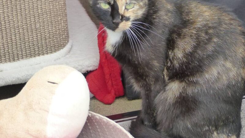 Tier der Woche in Nettetal: Katze Mimi ist lieber für sich
