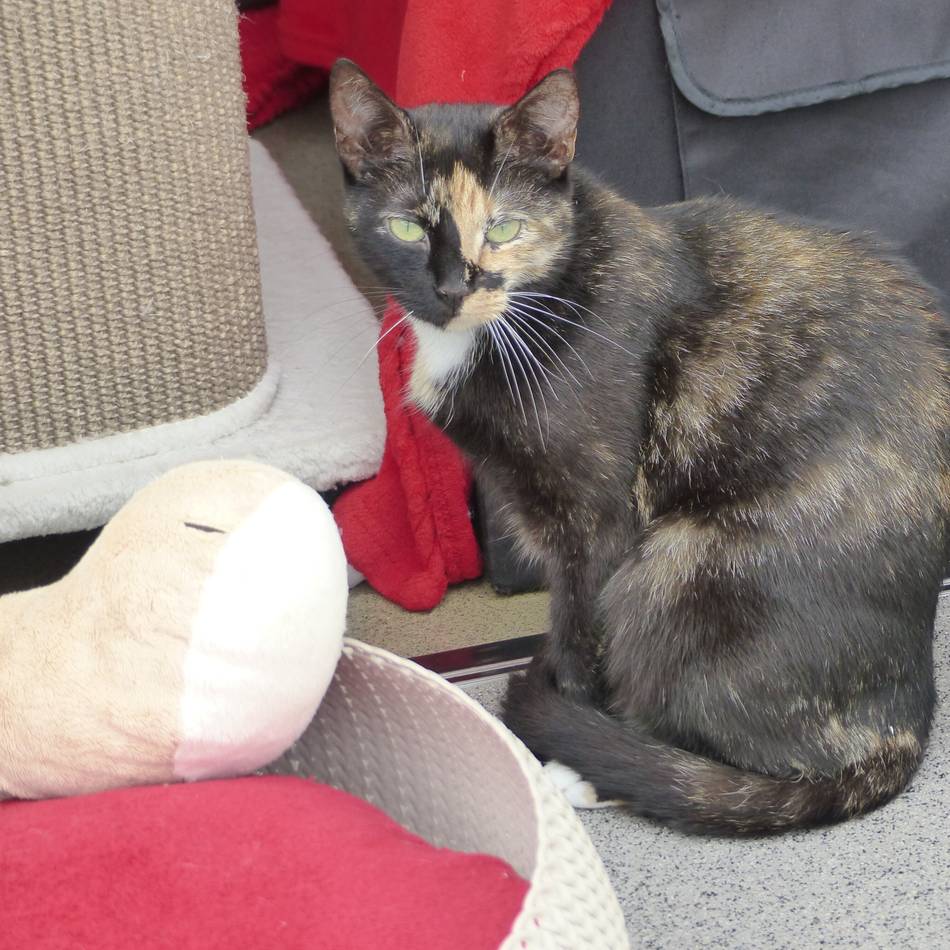 Tier der Woche in Nettetal: Katze Mimi ist lieber für sich