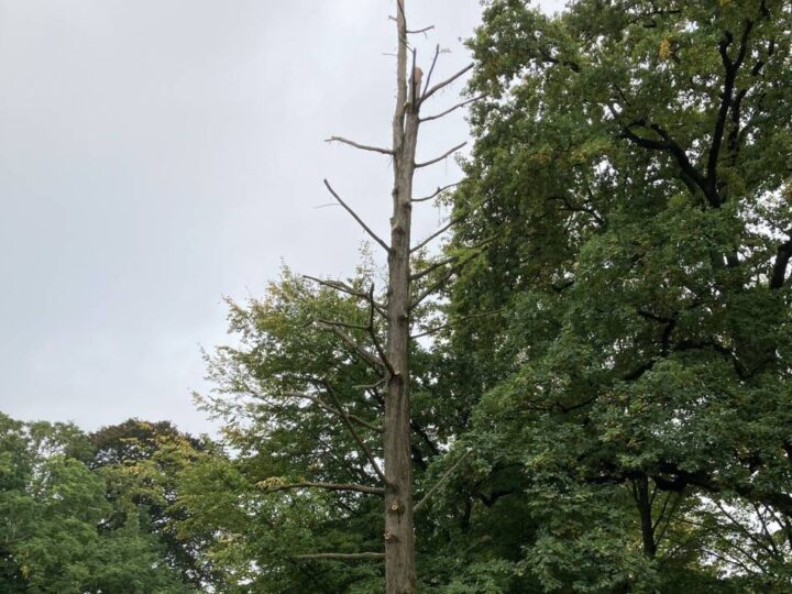 Rückschnitt nach Sturmschaden in Nettetal: Mammutbaum ist derzeit ein Schatten seiner selbst