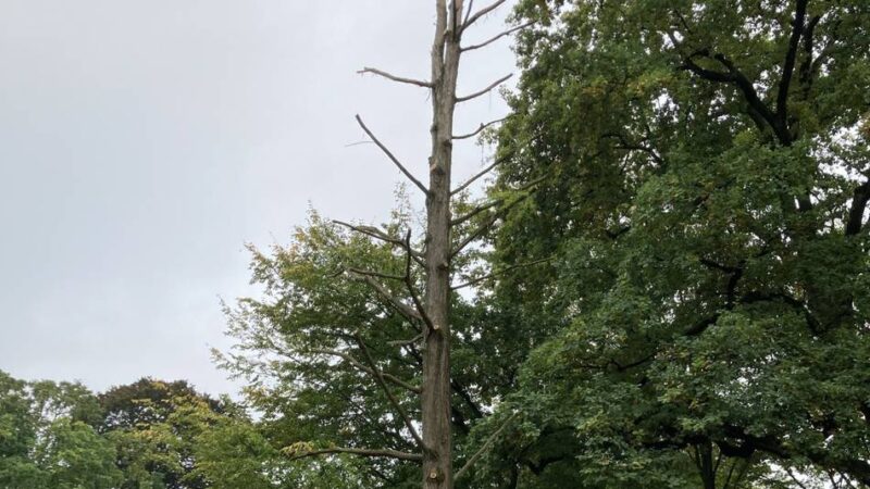 Rückschnitt nach Sturmschaden in Nettetal: Mammutbaum ist derzeit ein Schatten seiner selbst