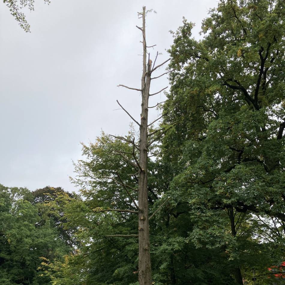 Rückschnitt nach Sturmschaden in Nettetal: Mammutbaum ist derzeit ein Schatten seiner selbst