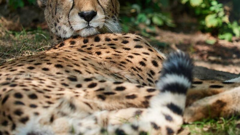 Traurige Nachricht aus dem Zoo Krefeld: Zoo trauert um Geparden-Senior Tino