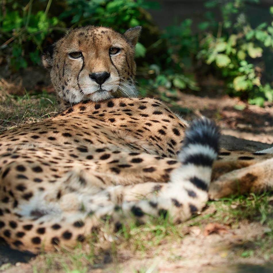 Traurige Nachricht aus dem Zoo Krefeld: Zoo trauert um Geparden-Senior Tino