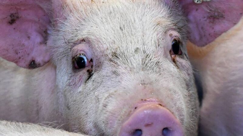 Tierrechtsorgansation Aninova in Halver aktiv: Missstände beim Tierschutzrecht und bei der Hygiene