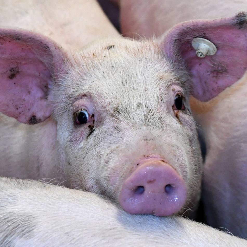 Tierrechtsorgansation Aninova in Halver aktiv: Missstände beim Tierschutzrecht und bei der Hygiene