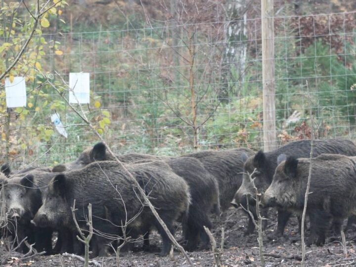 Für Kinder und Jugendliche in Viersen: Angebote in der zweiten Herbstferienwoche