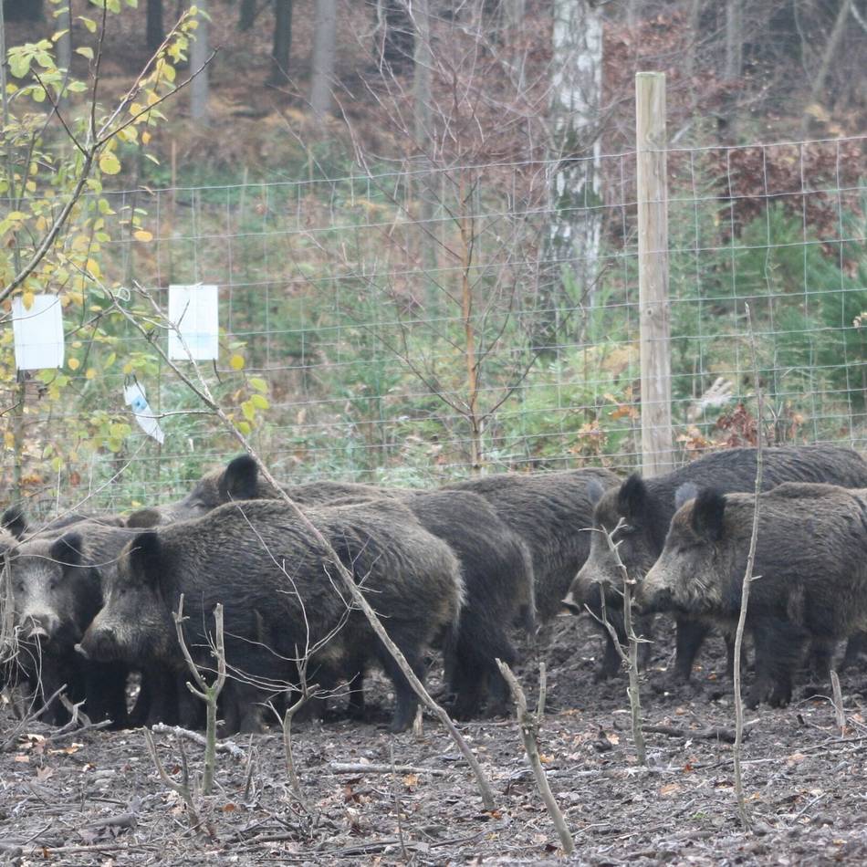 Für Kinder und Jugendliche in Viersen: Angebote in der zweiten Herbstferienwoche
