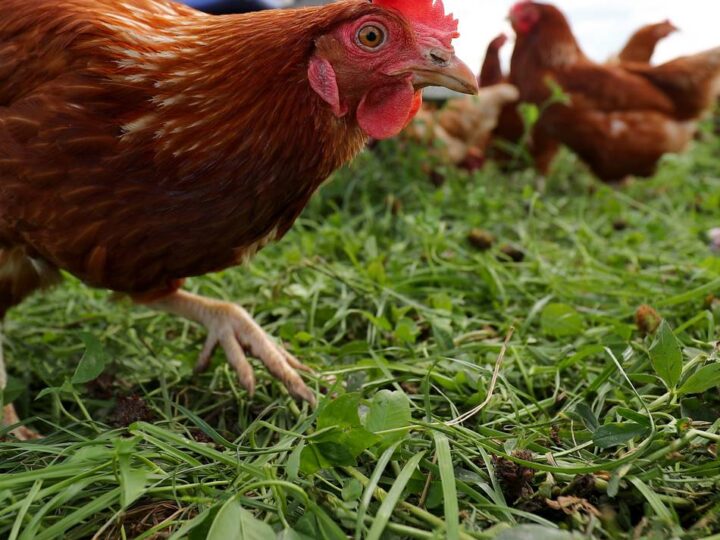 Ausbreitung der Geflügelpest: Kreis Wesel verhängt Stallpflicht – 600.000 Tiere betroffen