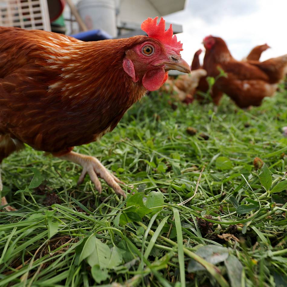 Ausbreitung der Geflügelpest: Kreis Wesel verhängt Stallpflicht – 600.000 Tiere betroffen