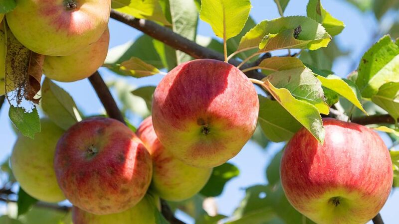 Kolumne Iss dich gesund!: Erkältungen vorbeugen durch gesunde Ernährung
