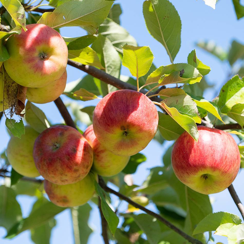 Kolumne Iss dich gesund!: Erkältungen vorbeugen durch gesunde Ernährung