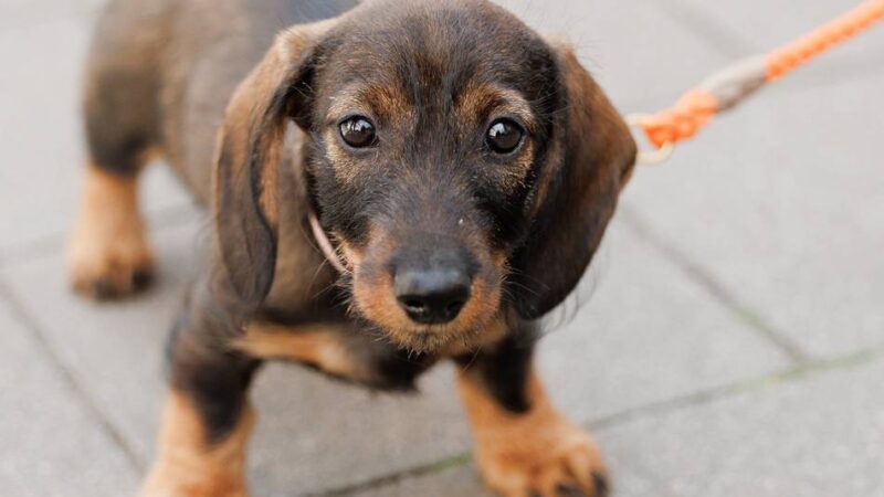 Vierbeiner im Visier: Stadt Goch prüft Hundehalter – Kontrolle startet ab sofort