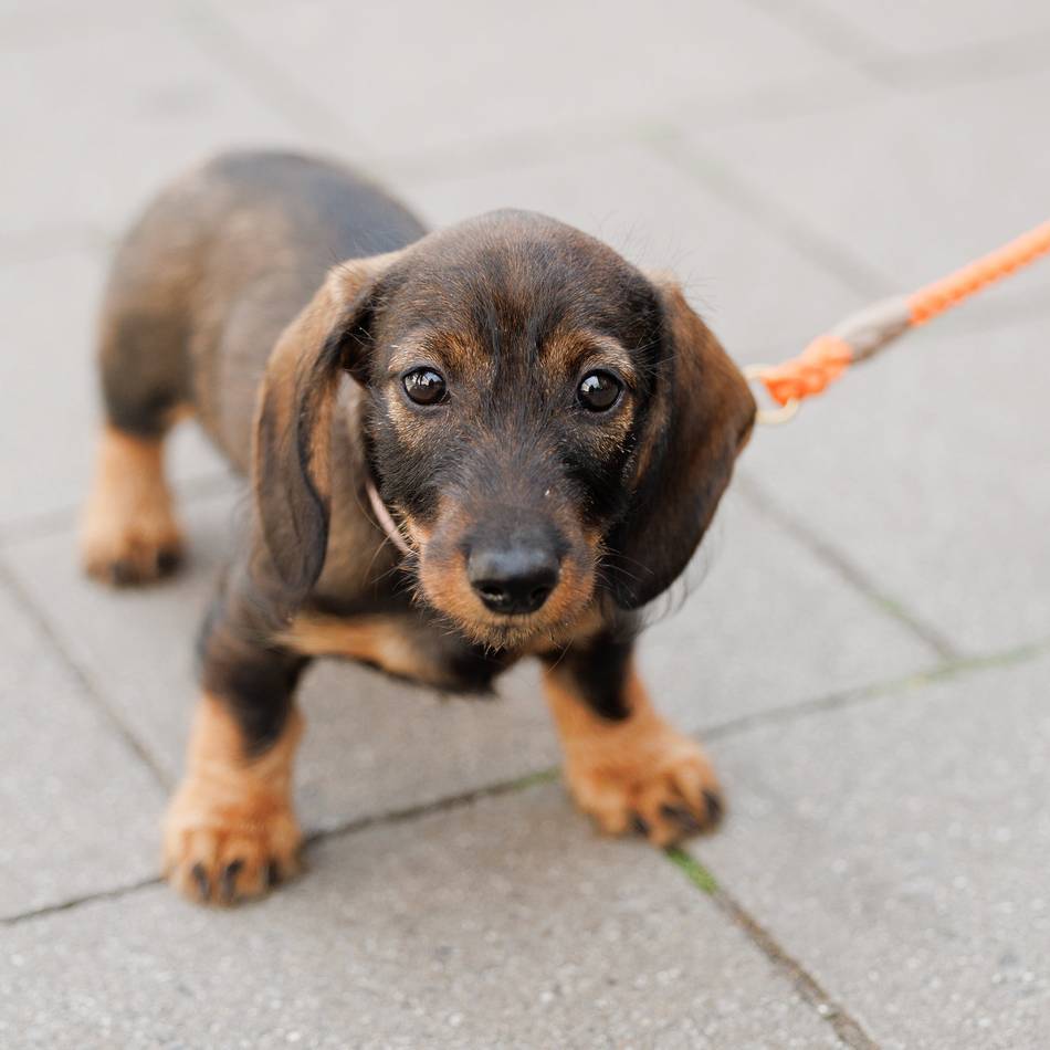 Vierbeiner im Visier: Stadt Goch prüft Hundehalter – Kontrolle startet ab sofort